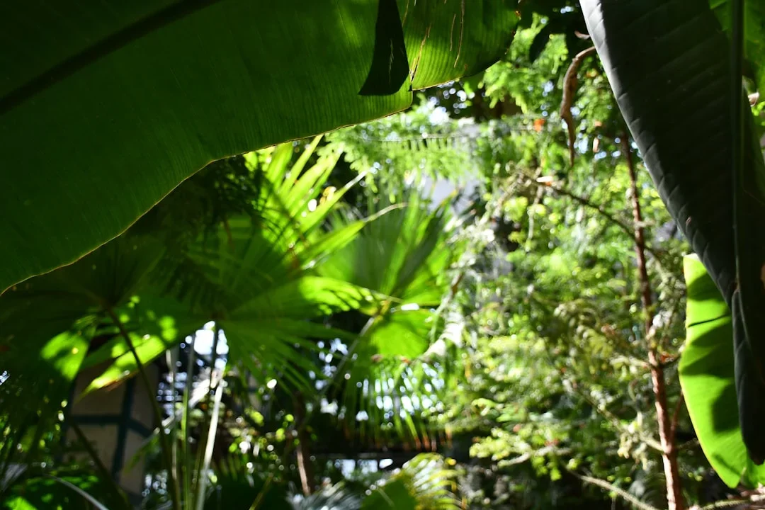Bosque exuberante